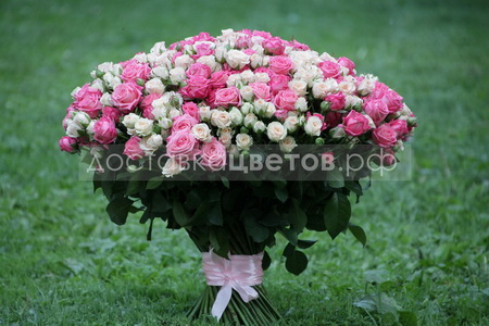 Букет из 101 розовой и кремовой кустовой розы "Унесенные ветром"